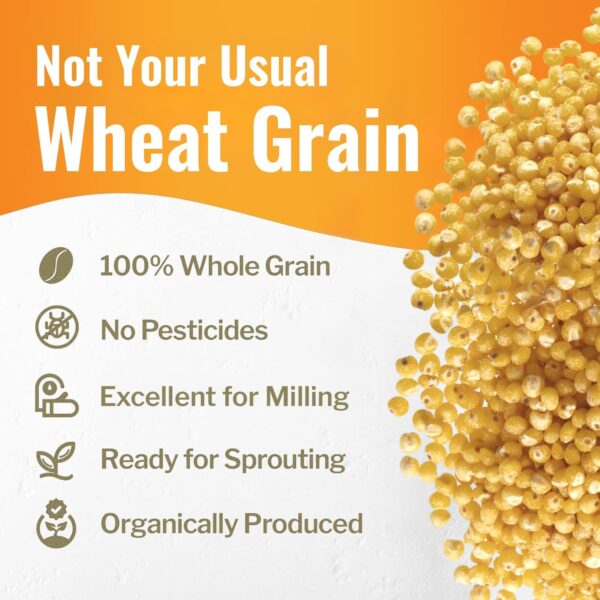 Organic White Millet by Grand Teton Ancient Grains - Image 6